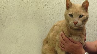 ¿Cómo habrá hecho este gato para viajar desde Australia a Irlanda del Norte?