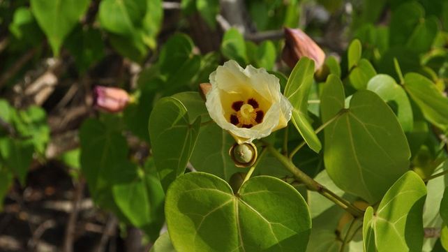 Este árbol puede matarte