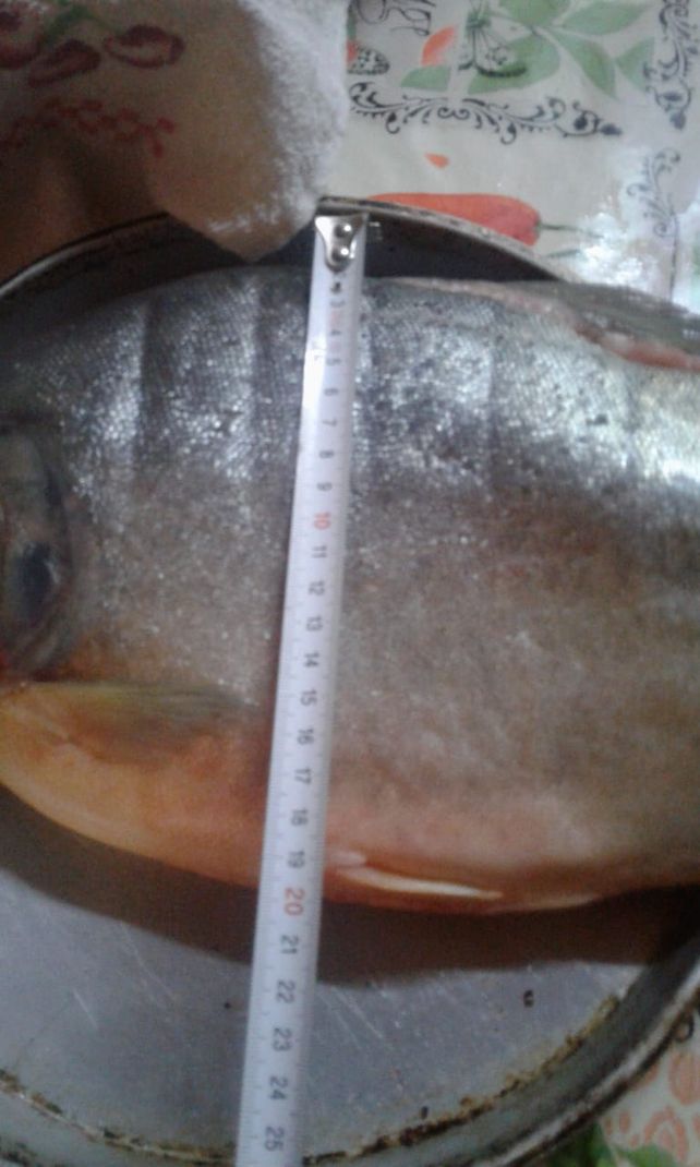 Palometa gigante causa asombro y temor en pescadores de la Toma Nueva