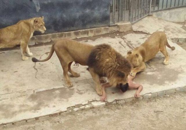 La carta mística que dejó el joven que se arrojó a la jaula de los leones