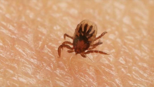 Así una garrapata excava la piel