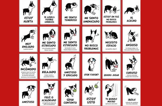 Cómo entender el lenguaje corporal de tu perro