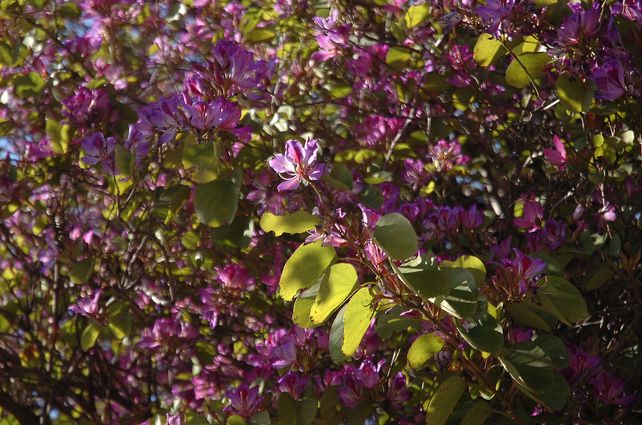 Una postal de la primavera: los lapachos tiñen los barrios de la ciudad