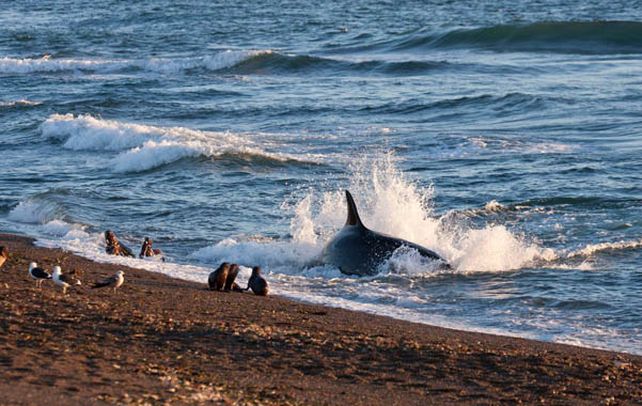 Impresionante. Una orca en caleta Valdés en pleno ataque a crías de lobos marinos. El cetáceo llega a quedar sobre la arena luego de una embestida.