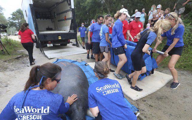 Empleados de Sea World reconfortan a un manatí adulto llamado Mandy mientras los equipos de FWC, Sea World, Save the Manatee Club y el equipo de varamientos de mamíferos del condado de Volusia llevan a su cría Manilow, el miércoles 14 de julio de 2021.