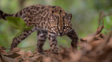 La curiosa historia del felino que parecía un gato doméstico y resultó ser una nueva especie