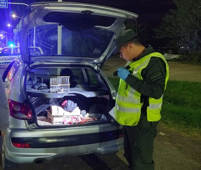 Aldao: detectan 51 aves protegidas cuando eran transportadas en el baúl de un auto