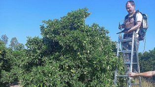 Profesionales. De la CONAE llevaron a cabo una campaña de campo en la localidad de Chajarí, donde utilizaron el espectro-radiómetro para medir la reflectancia de plantas sanas y enfermas.