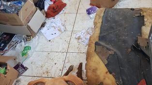 Buscan hogar definitivo para más de 50 perros rescatados de un refugio
