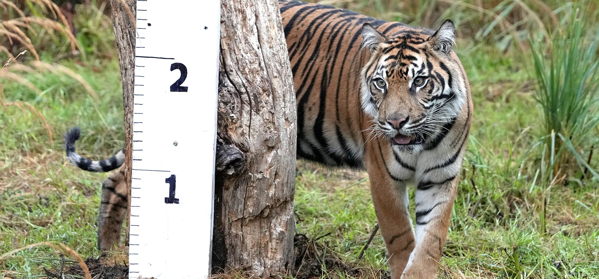 Geysha, una tigresa de Sumatra, inspecciona una regla instalada para medirla en el ZSL London Zoo, en Londres, el jueves 25 de agosto de 2022. El pesaje anual es una oportunidad para que los cuidadores del ZSL London Zoo se aseguren de que la información que tienen registrada está actualizada y sea precisa.