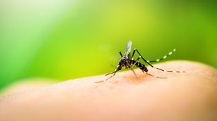 Hay 1.015 casos confirmados de dengue solo en General Obligado