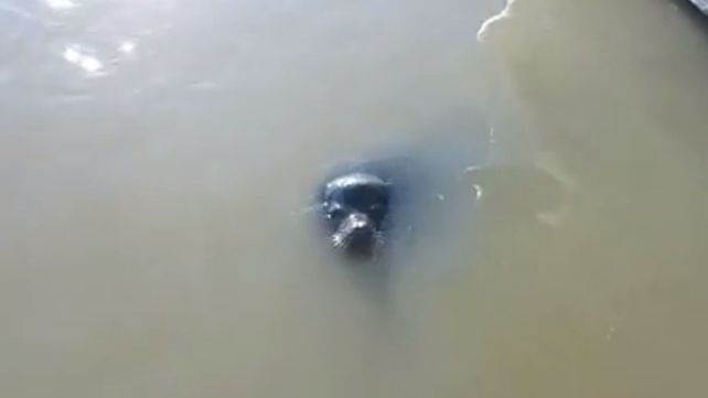 Un león marino arrastró al mar a un nena que estaba sentada en un muelle