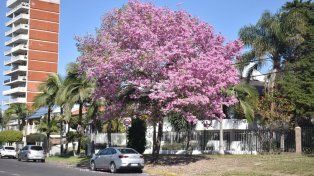 El lapacho rosado, uno de los árboles que se plantó en espacios públicos.&nbsp;