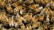 Las abejas tendrán su propia ley en Santa Fe: el rol clave de un insecto cada vez más relevante