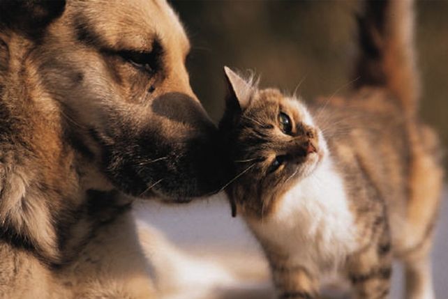 Enfermedades por contacto con mascotas