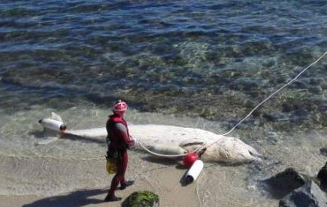 Es una especie poco habitual en Cataluña y la última vez que un ejemplar encalló en esta comunidad fue hace diez años.