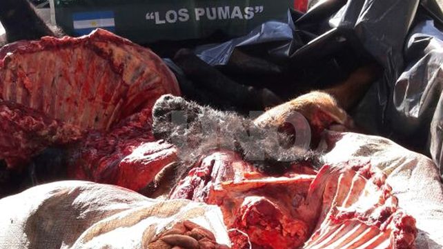 Secuestraron media tonelada de carne vacuna robada y faenada clandestinamente