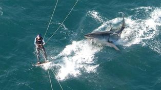 El cambio climático podría causar más ataques de tiburones