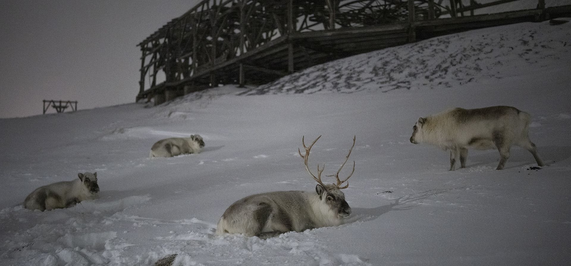 Renos descansan debajo de un tranvía de cable en desuso utilizado para la minería en Longyearbyen, Noruega, el martes 10 de enero de 2023. Durante más de 100 años, la gente vino al remoto archipiélago ártico de Svalbard para trabajar en las minas de carbón. (Foto AP/Daniel Cole)