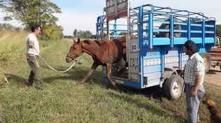 El robo y faena de caballos se ha incrementado ostensiblemente