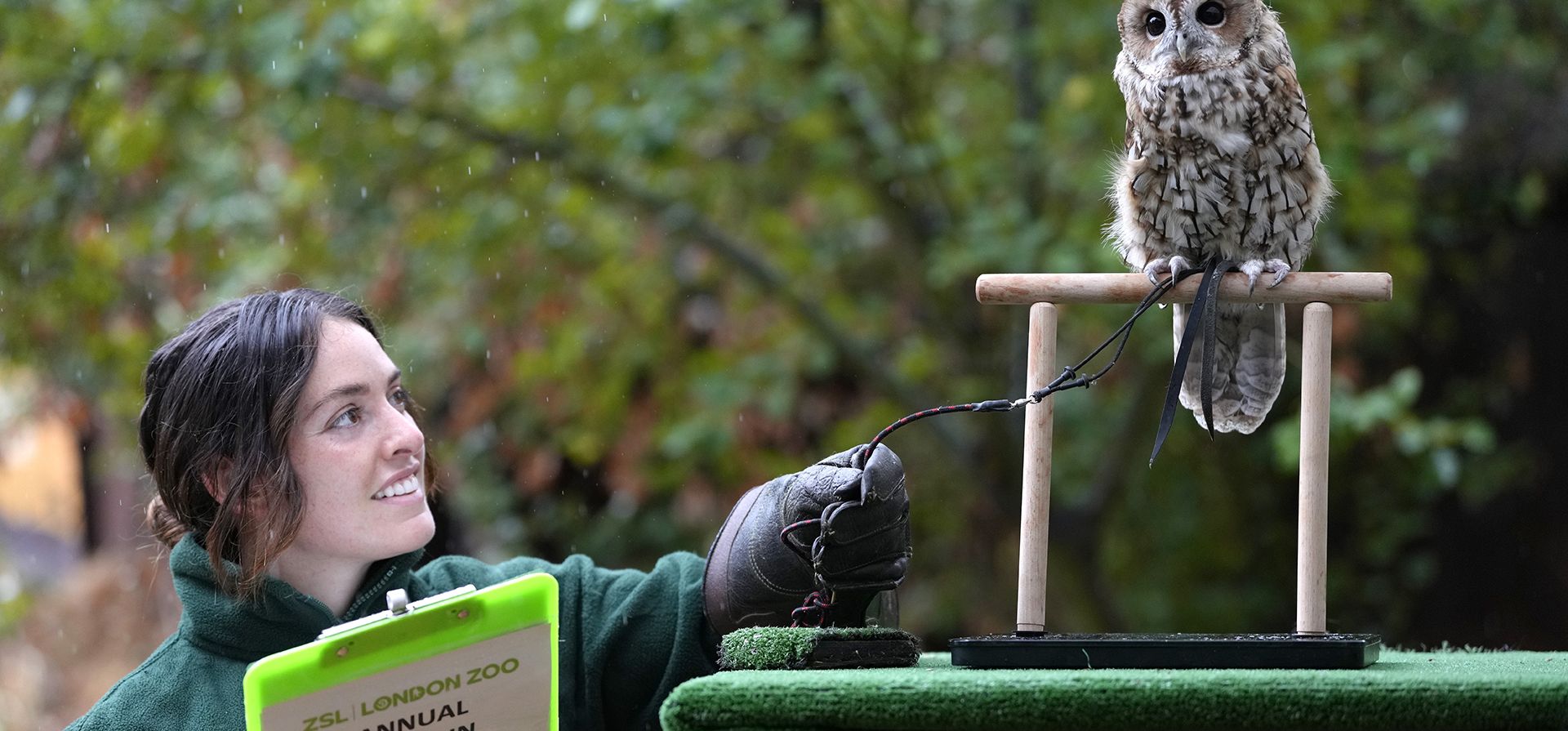 Un búho es pesado por la cuidadora Hattie Sire durante el pesaje en el Zoológico de Londres ZSL en Londres, el jueves 25 de agosto de 2022. El pesaje anual es una oportunidad para que los cuidadores del Zoológico de Londres ZSL se aseguren de que la información que registren este actualizada y sea precisa.