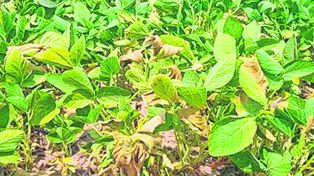 Sofocón. Lote con soja de segunda en inicio de floración, en el sur del departamento Castellanos. &nbsp;