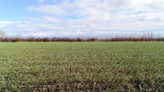 Se postergó el vencimiento del impuesto inmobiliario rural