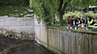 Se coló en un zoológico y murió tras ser atacado por varios tigres