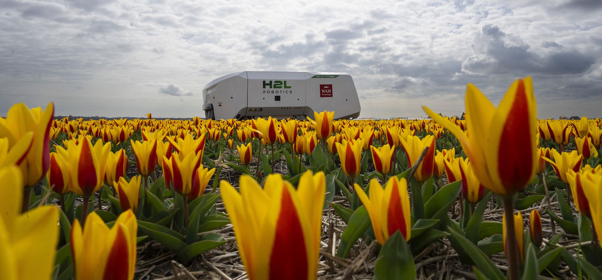 Theo, el robot, trabaja revisando los campos de tulipanes holandeses en busca de flores enfermas en Noordwijkerhout, Países Bajos, el martes 19 de marzo de 2024. El robot cuadrado, que lleva el nombre de un ex empleado de la granja de flores WAM Pennings cerca de la costa holandesa del Mar del Norte, es una nueva arma de alta tecnología en la batalla para erradicar las enfermedades de los campos de bulbos mientras estallan en una explosión de color primaveral. (Foto AP/Peter Dejong Theo, el robot, trabaja revisando los campos de tulipanes holandeses en busca de flores enfermas en Noordwijkerhout, Países Bajos, el martes 19 de marzo de 2024. El robot cuadrado, que lleva el nombre de un ex empleado de la granja de flores WAM Pennings cerca de la costa holandesa del Mar del Norte, es una nueva arma de alta tecnología en la batalla para erradicar las enfermedades de los campos de bulbos mientras estallan en una explosión de color primaveral. (Foto AP/Peter Dejong