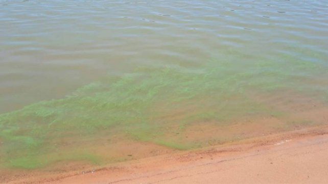 Alertan por la presencia de cianobacterias en el río Uruguay
