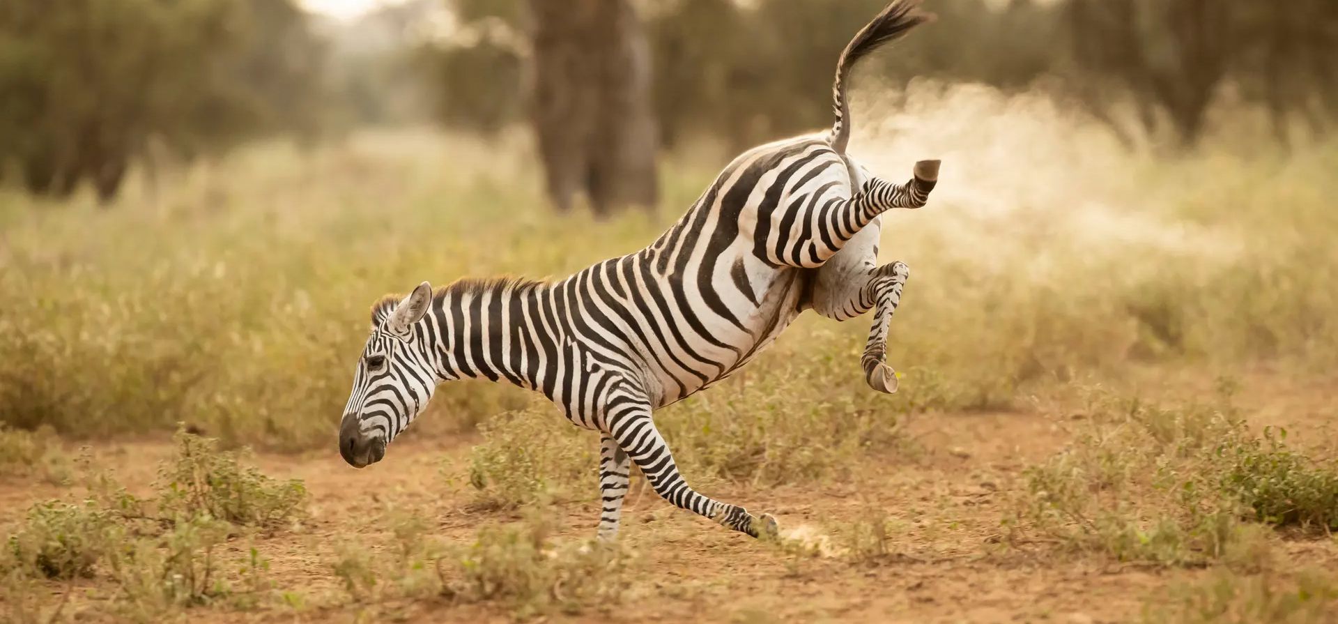 "Buckaroo". Una cebra hace una gran impresión del juego infantil Buckaroo de los años 80 en Amboseli, Kenia Fotografía: Vince Burton/Comedywildlifephoto.com