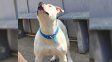 El Pitbull que mordió a una niña en Paraná no será sacrificado: quedará con una ONG