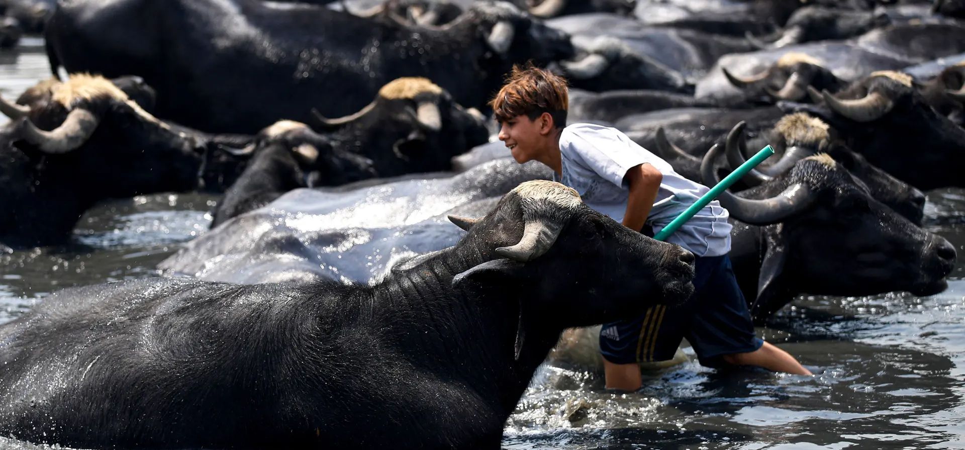 Bagdad, Irak. Un niño iraquí enfría su búfalo en aguas residuales que llenan el seco río Diyala. Fotografía: Ahmad Al-Rubaye/AFP/Getty Images Bagdad, Irak. Un niño iraquí enfría su búfalo en aguas residuales que llenan el seco río Diyala. Fotografía: Ahmad Al-Rubaye/AFP/Getty Images