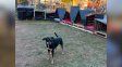 Más de 100 personas se sumaron para construir cuchas para perros callejeros Más de 100 personas se sumaron para construir cuchas para perros callejeros