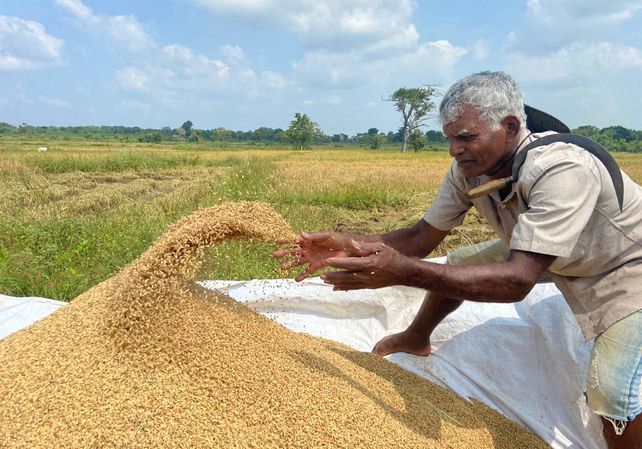 La cosecha de arroz