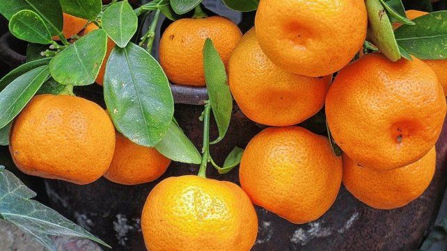 Este año hay una&nbsp; gran producción de citrus