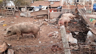 La triquinosis proviene de productos derivados de la carne de cerdo cruda o mal cocida y de animales mal alimentados.