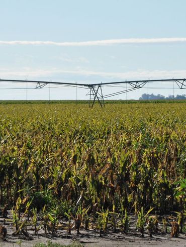 El agro debate cómo producir más con un uso eficiente del agua