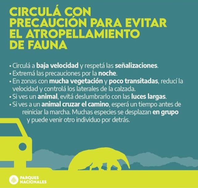 El otro drama de las quemas: cada vez más animales atropellados al intentar escapar del fuego