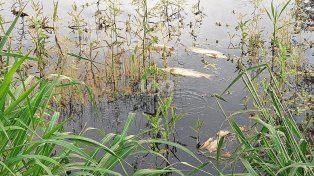 La aparición de cientos de peces muertos afecta a la vida diaria de los vecinos de Bajada Di Stéfano.