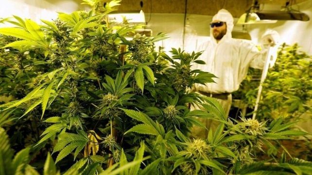 Una ciudad cambió su bandera por el símbolo de la marihuana