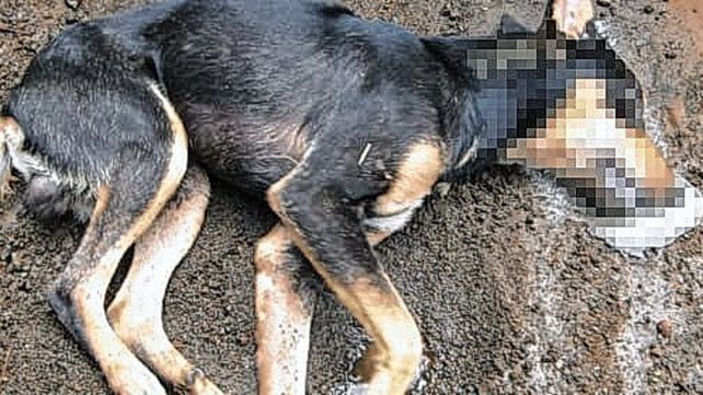 Vecinos de Paraná denuncian envenenamiento masivo de perros