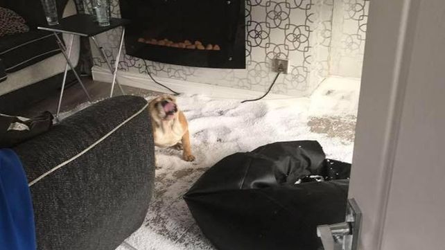 Disimular no es su fuerte