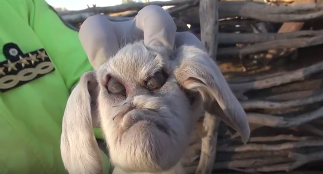 Las impactantes imágenes de un cabrito con rasgos humanos