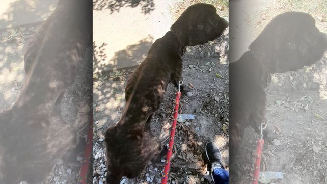 Maltrato animal: rescataron a tres perros pero uno murió