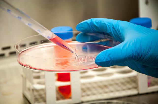 Argentina, en el selecto grupo de países que desarrollan nanoanticuerpos