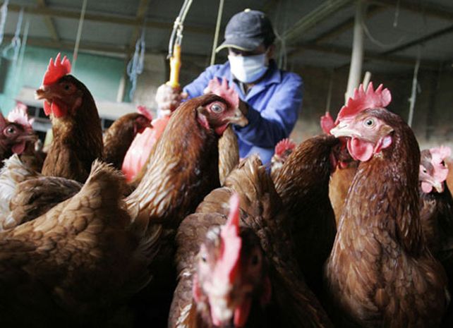 Este sábado el Servicio Nacional de Sanidad y Calidad Agroalimentaria (Senasa) confirmó el segundo caso de gripe aviar (IA) H5 en dos patos silvestres hallados muertos