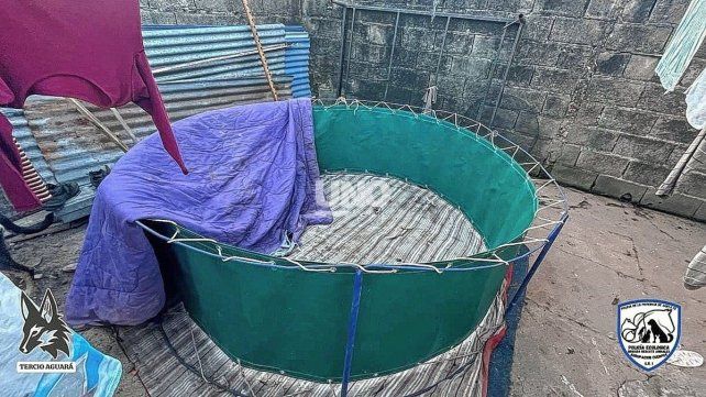 Rescataron a 26 gallos en una vivienda de Santa Fe tras un allanamiento.
