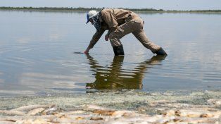 Peces muertos en lagunas santafesinas