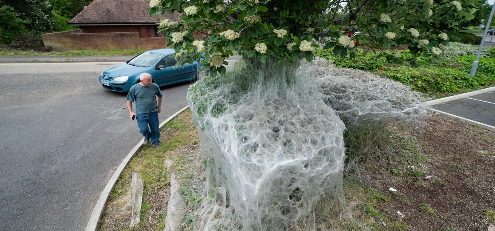 Shrewsbury, Reino Unido. Una masa de membranas de seda envuelve arbustos en el parque comercial Meole Brace, que se cree que fue hecha por orugas de polilla de armiño para protegerse mientras se alimentan. Fotografía: Jacob King/PA Shrewsbury, Reino Unido. Una masa de membranas de seda envuelve arbustos en el parque comercial Meole Brace, que se cree que fue hecha por orugas de polilla de armiño para protegerse mientras se alimentan. Fotografía: Jacob King/PA